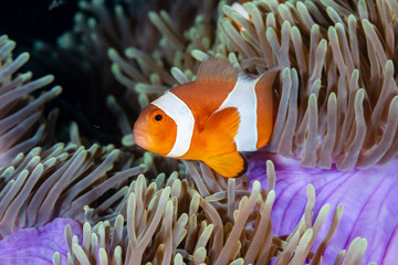 Naklejka na ściany i meble Cute, friendly Clownfish in an anemone on a tropical coral reef