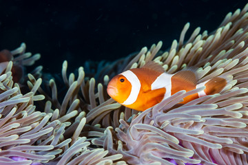 Cute, friendly Clownfish in an anemone on a tropical coral reef
