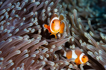 Cute, friendly Clownfish in an anemone on a tropical coral reef