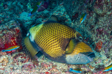 Large Titan Triggerfish on a tropical coral reef in Thailand