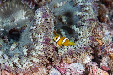 Fototapeta na wymiar A cute family of Clownfish in an anenome on a coral reef in Thailand