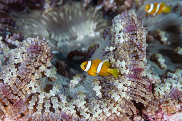 Fototapeta na wymiar A cute family of Clownfish in an anenome on a coral reef in Thailand