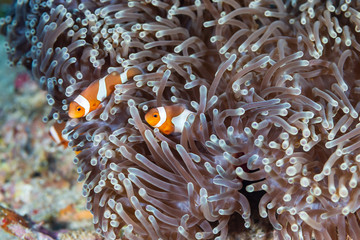 Cute, friendly Clownfish in an anemone on a tropical coral reef