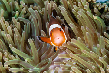 Cute, friendly Clownfish in an anemone on a tropical coral reef