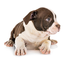 puppy american bully