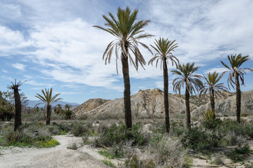 Fototapeta na wymiar Group of palm trees next to a road in the Tabernas desert
