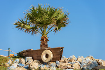 Red Sea Egypt - Palm Tree in a Wooden Boat © Alberto Masnovo