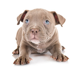 puppy american bully