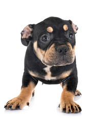 Obraz premium puppy american bully