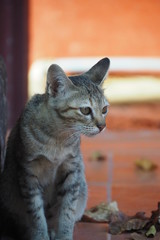 Street cat siting on floor 