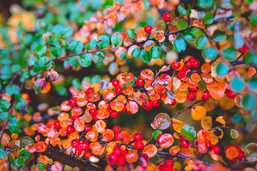 Red and green leaves of barberry Berberis thunbergii Atropurpurea after rain. Beautiful colorful autumn background.