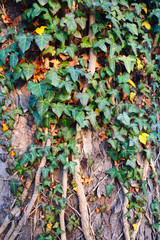 background of ivy on the tree