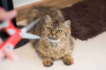 Damaged of cutting cat whiskers. Man hands was holding a scissors to clipped cat whiskers. 