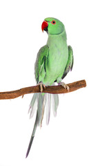 Rose-ringer parakeet in studio