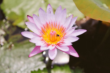 Bee on the lotus for honey in the morning | Vietnam national flower symbol