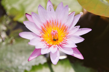 Fototapeta premium Bee on the lotus for honey in the morning
