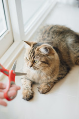 Damaged of cutting cat whiskers. Man hands was holding a scissors to clipped cat whiskers. 