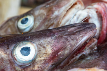 Stockfische auf den Lofoten