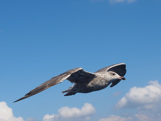 Piękna mewa fotografowana ze statku w porcie Oslo - Norwegia.