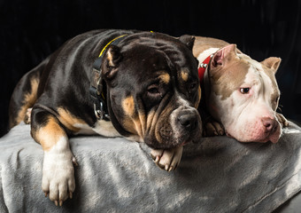 Dogs of American Bully breed on a black background