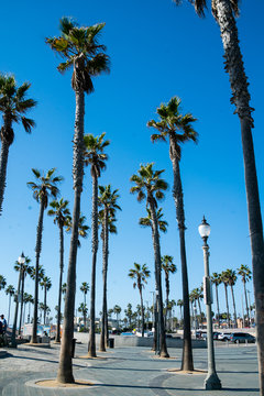 Palm Trees in California