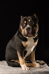 Male of Dog of American Bully breed on a black background