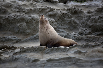 Seal howling
