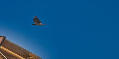 magpie against blue sky