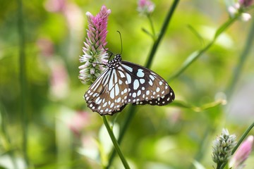 Butterfly up on flower