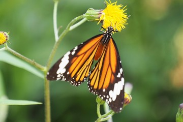 Butterfly up on flower