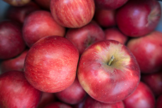 Close view of ripe red apples (Jonathan )