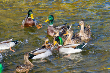  wild ducks swim around the pond in the park