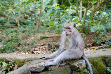 Monkey in thought, sitting alone in the forest monkeys.