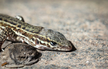 Fototapeta premium Gran-Canaria-Rieseneidechse, Kanareneidechse, Gekko 