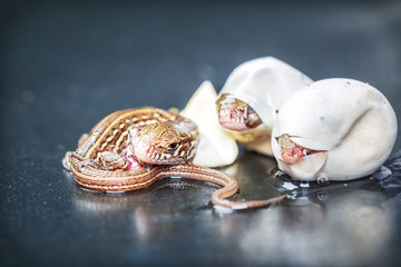 Fototapeta premium Little Sand lizards hatching from an eggs, selective focus