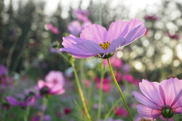 Flower with bokeh background 