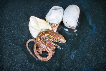 Fototapeta premium Little Sand lizards hatching from an eggs, selective focus