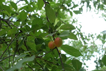 Pair of reddish yellow mirabelles in the leafage