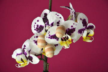Fototapeta premium Easter egg on flower