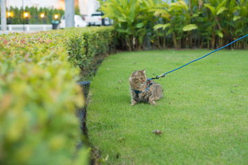 Obraz na płótnie Canvas Persian cat in a blue harness and leash in the home garden