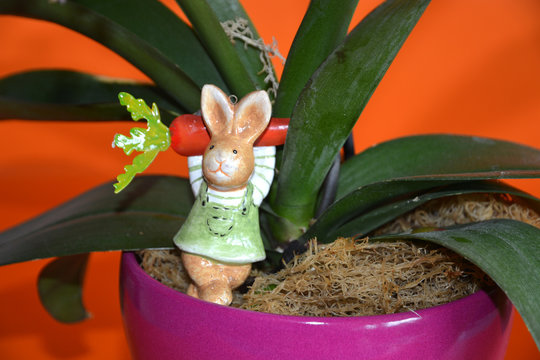 Easter bunny with caroot