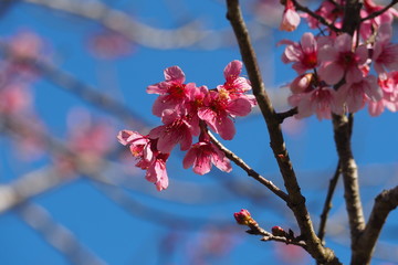 Flower with blue sky background