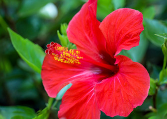 Blüte vom Hibiskus © boedefeld1969