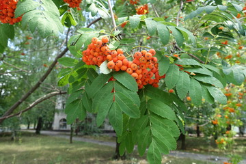 Orange branches in the leafage of rowan