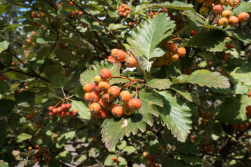 Fruits on branches of whitebeam tree in September
