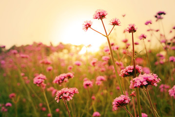 Lavender flower field with background sun raise sky