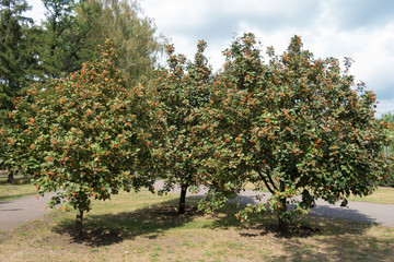 Fototapeta na wymiar Group of whitebeam trees with ripening berries