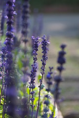 Obraz premium Flower with bokeh background 