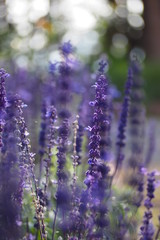 Flower with bokeh background 