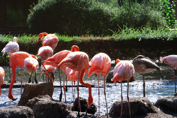 Beautiful flamingos in zoological garden